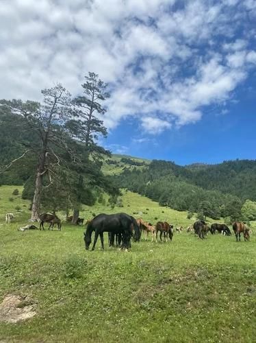 Вызов гор: 10‑дневный треккинг в Архызе и Домбае