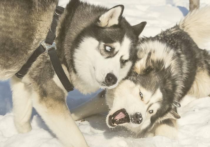 Северное Рождество: когда лес поёт, а снег — это музыка